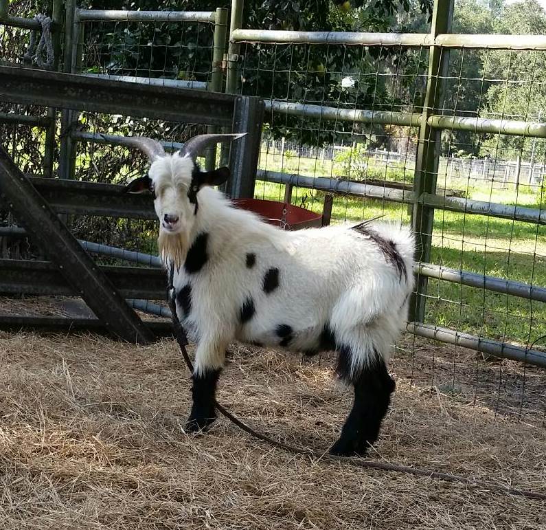 A good example of a nice meaty young goat.