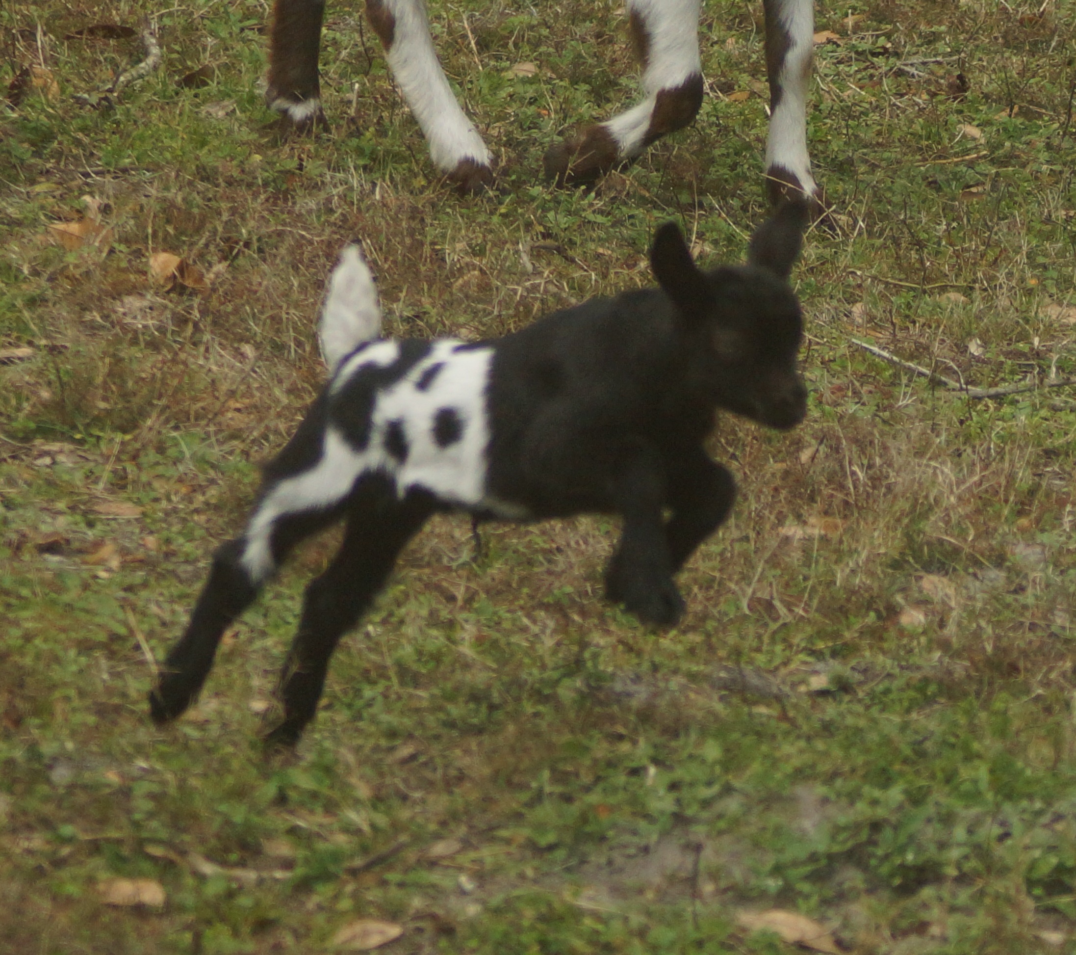 kid in mid-air 2-19-16